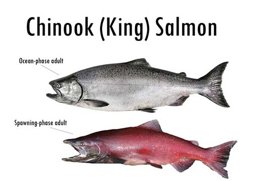 Salmon X-DNA